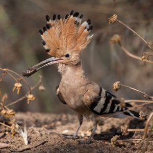 Fourth Way - Fellowship of Friends - hoopoe